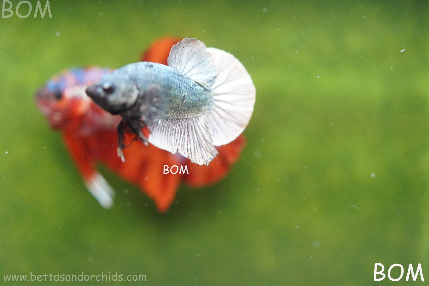 MALE COPPER SERIES HMPK Betta Fish: Live HMPK | BOM988