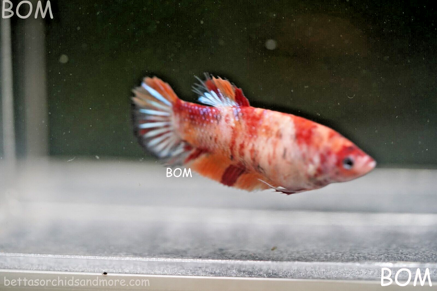 LIVE BETTTA BIG FEMALE MULTICOLOUR HMPK | BOM-A143