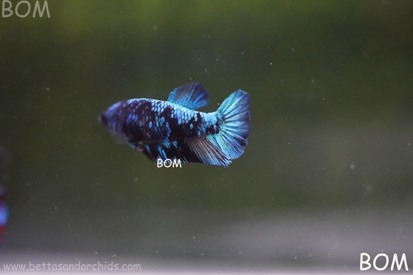 LIVE BETTA FEMALE HMPK GORDON GALAXY DUST | BOM-A503