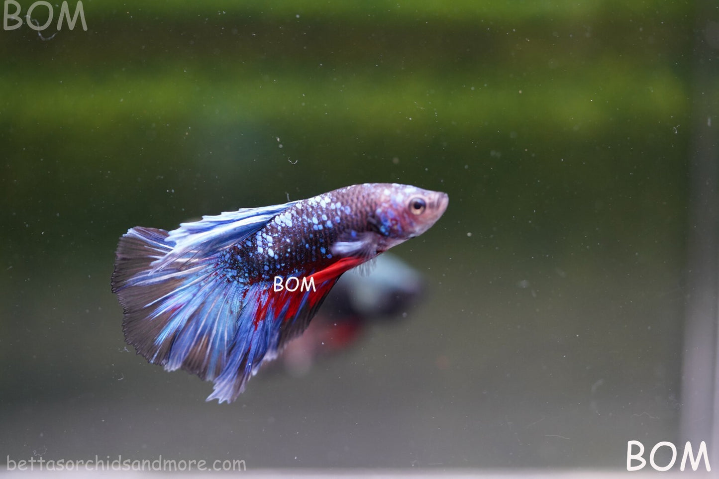 LIVE BETTA MALE HALFMOON BLUE AVATAR:  Unique Fish | BOM-A236