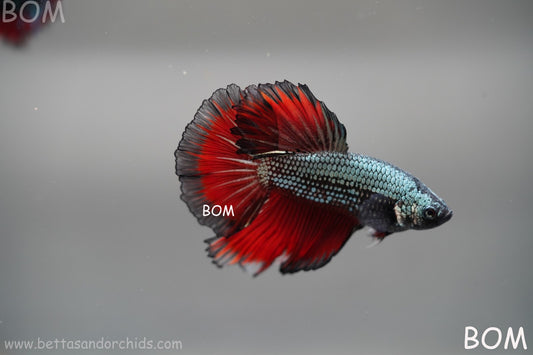 MALE HM Mamba Plakat Betta Fish: Live HMPK | BOM299