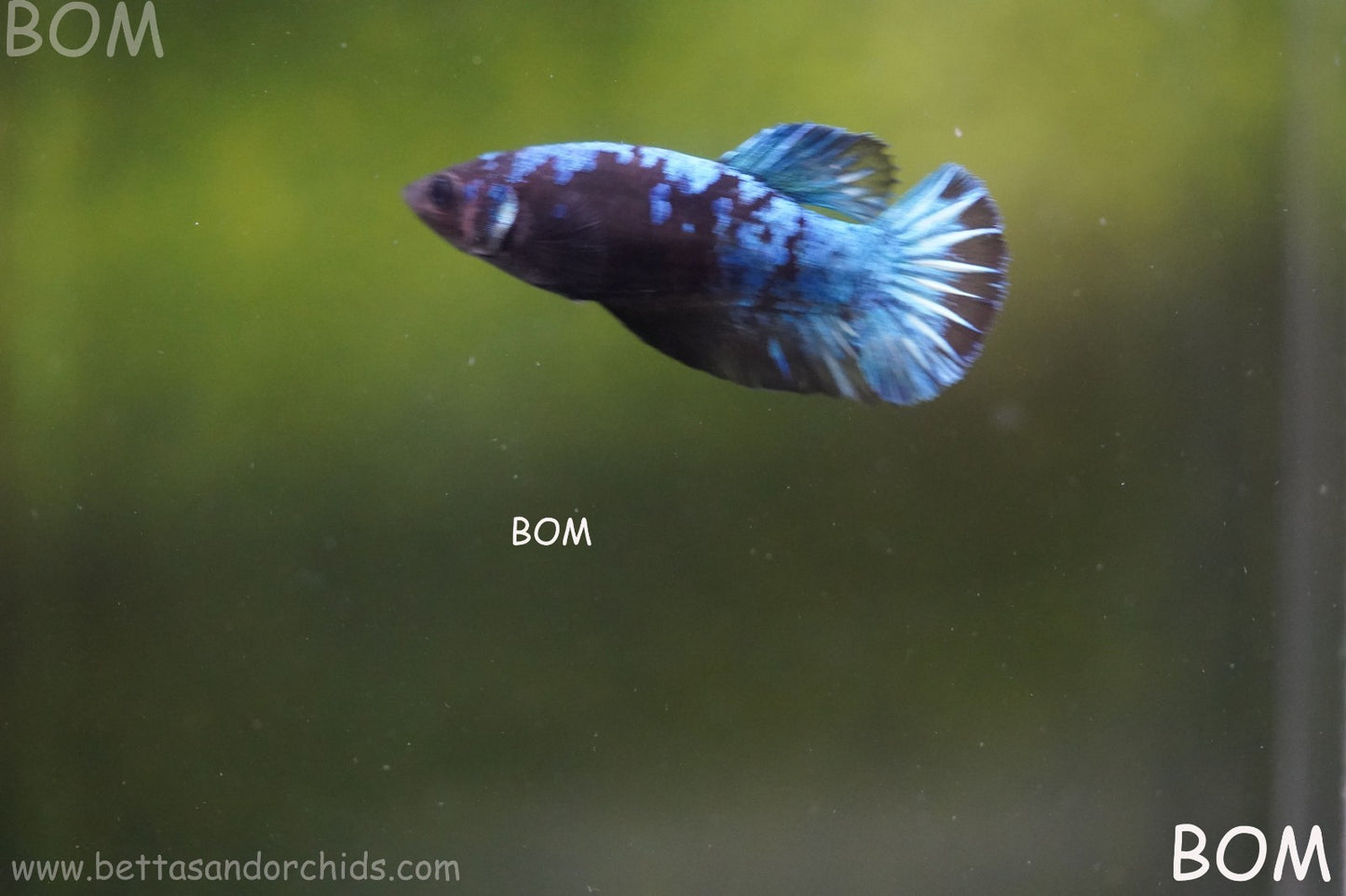LIVE BETTA FEMALE HMPK GORDON GALAXY DUST | BOM-A504