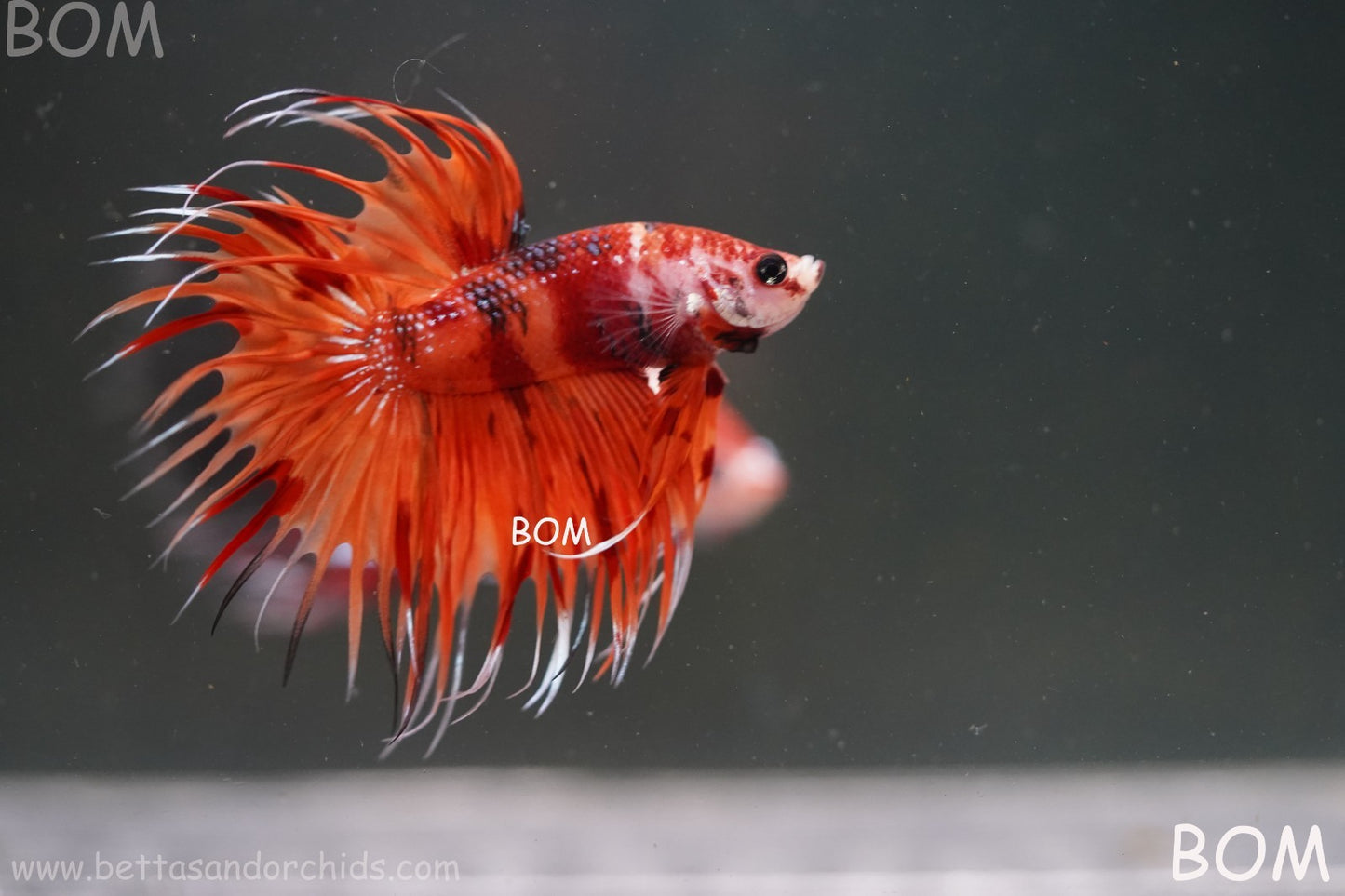 LIVE BETTA MALE CROWN REDS LEOPARDS :  Unique Fish | BOM-A299