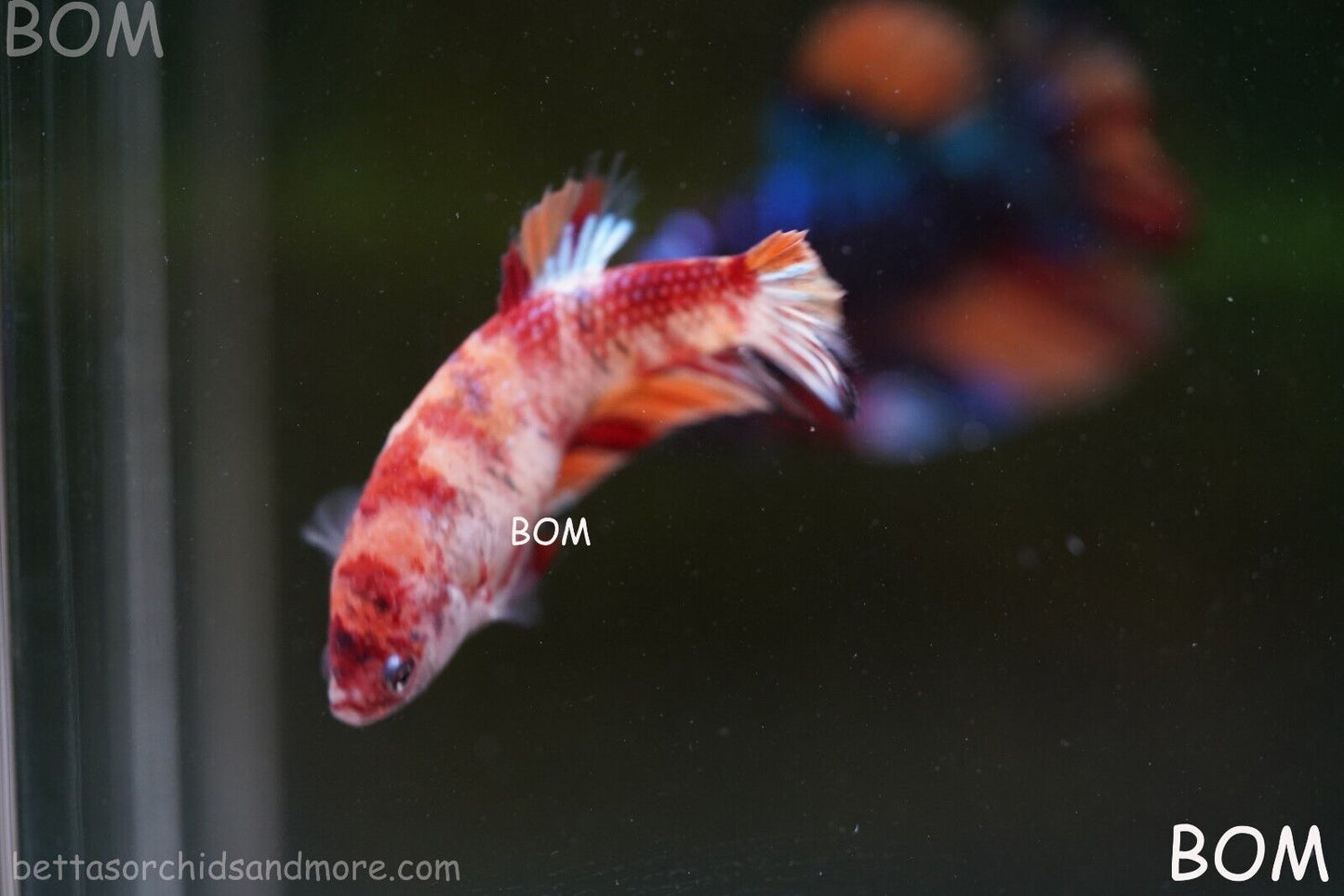 LIVE BETTTA BIG FEMALE MULTICOLOUR HMPK | BOM-A143