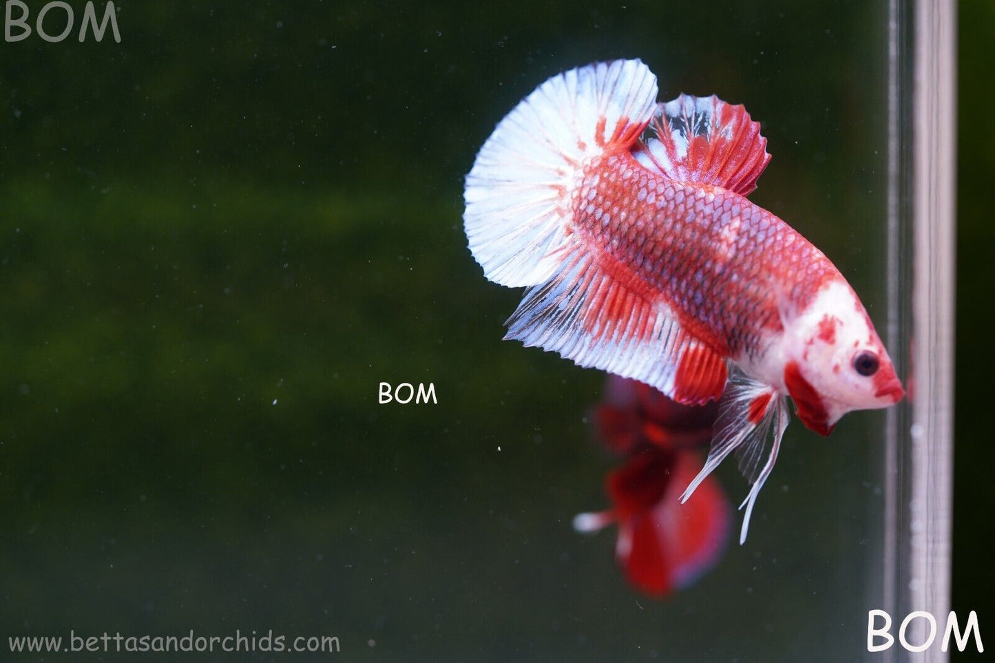 LIVE BETTA HMPK MALE FANCY RED | BOM-A62