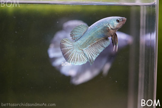 LIVE BETTA GIANT FEMALE BLUE SERIES | BOM-A314