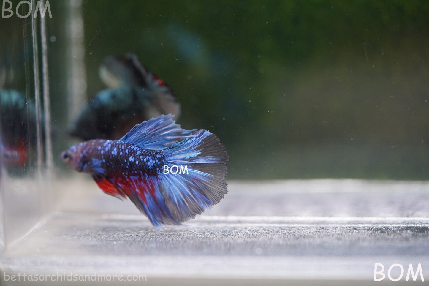LIVE BETTA MALE HALFMOON BLUE AVATAR:  Unique Fish | BOM-A236