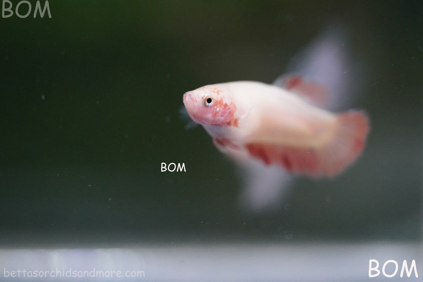 LIVE BETTA FEMALE ARMAGGEDDOM | A VERY UNIQUE FISH  | BOM-A417