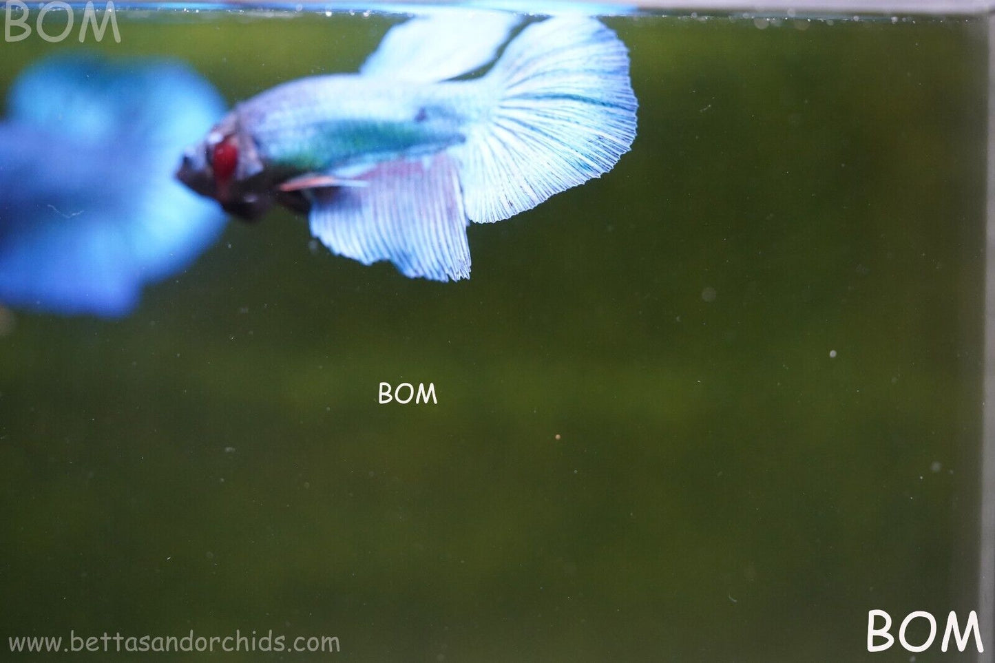 MALE BLUE LONG FIN SERIES Plakat Betta Fish: Live HMPK BOM-A70