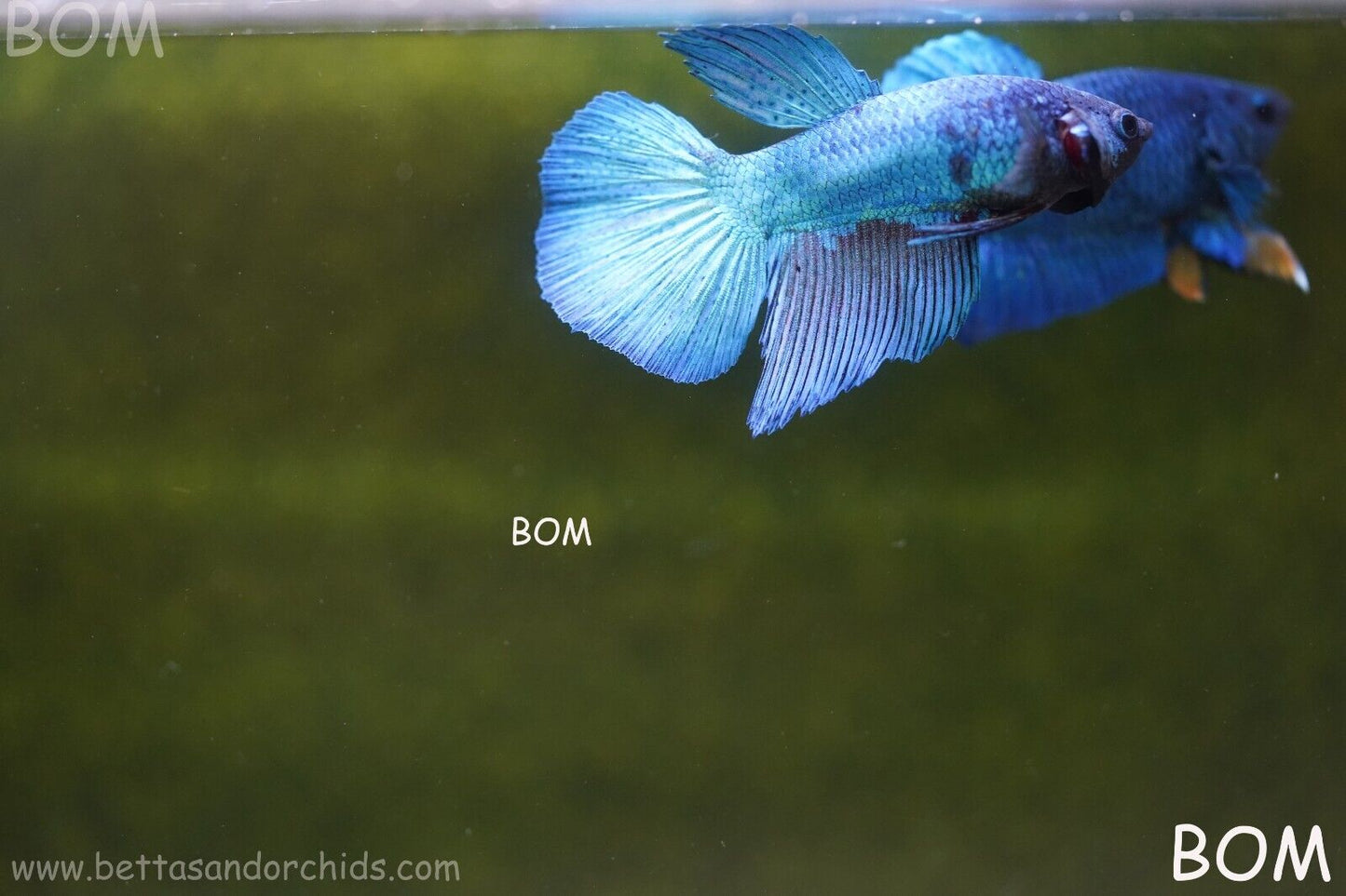 MALE BLUE LONG FIN SERIES Plakat Betta Fish: Live HMPK BOM-A70