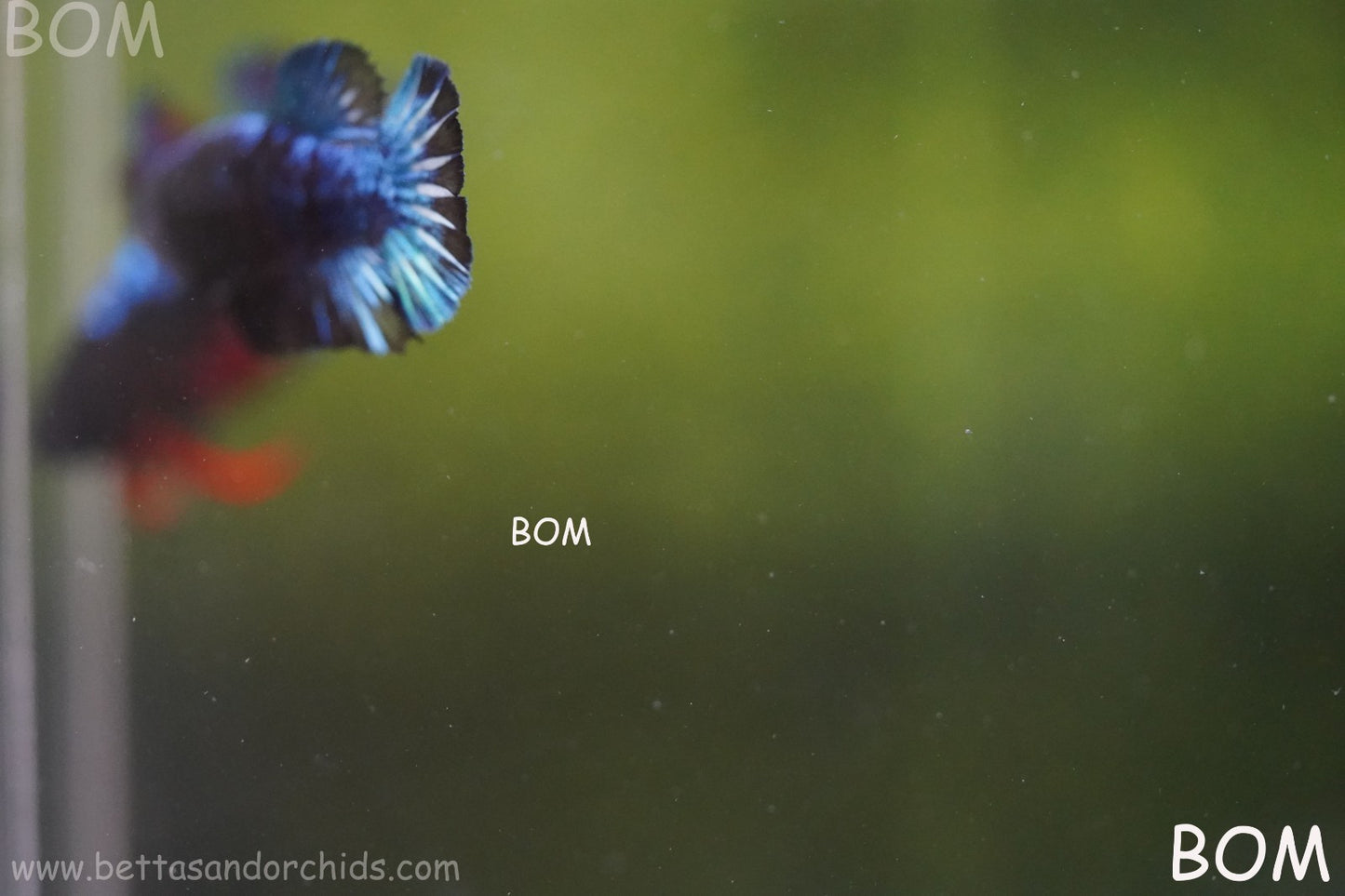LIVE BETTA FEMALE HMPK GORDON GALAXY DUST | BOM-A504