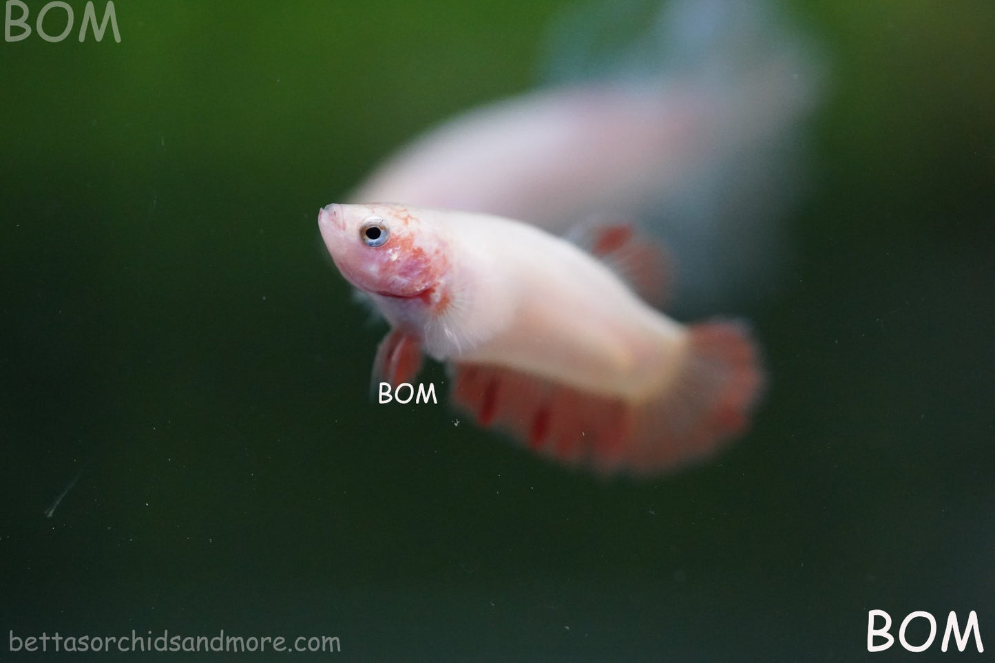 LIVE BETTA FEMALE ARMAGGEDDOM | A VERY UNIQUE FISH  | BOM-A417