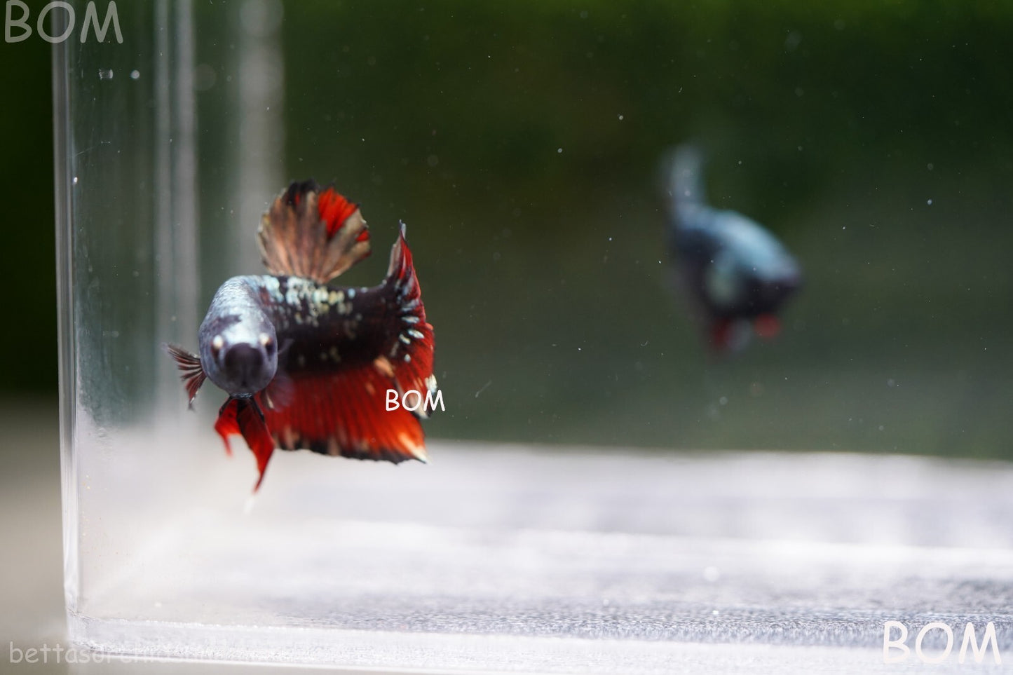LIVE BETTA MALE AVATAR NEBULA:  Unique Fish | BOM-A234