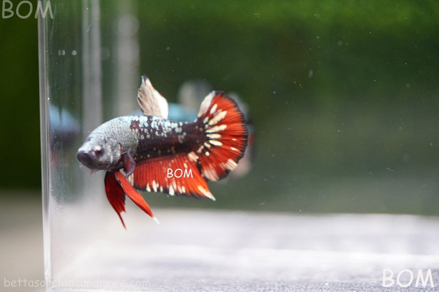 LIVE BETTA MALE AVATAR NEBULA:  Unique Fish | BOM-A234