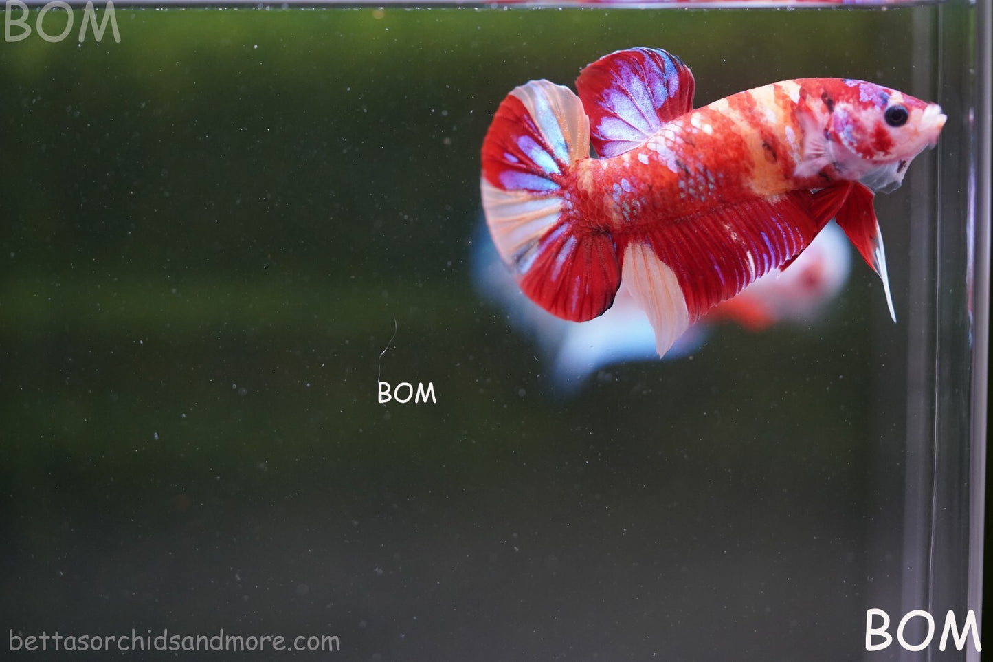 LIVE BETTA HMPK MALE LEOPARD | BOM-A264