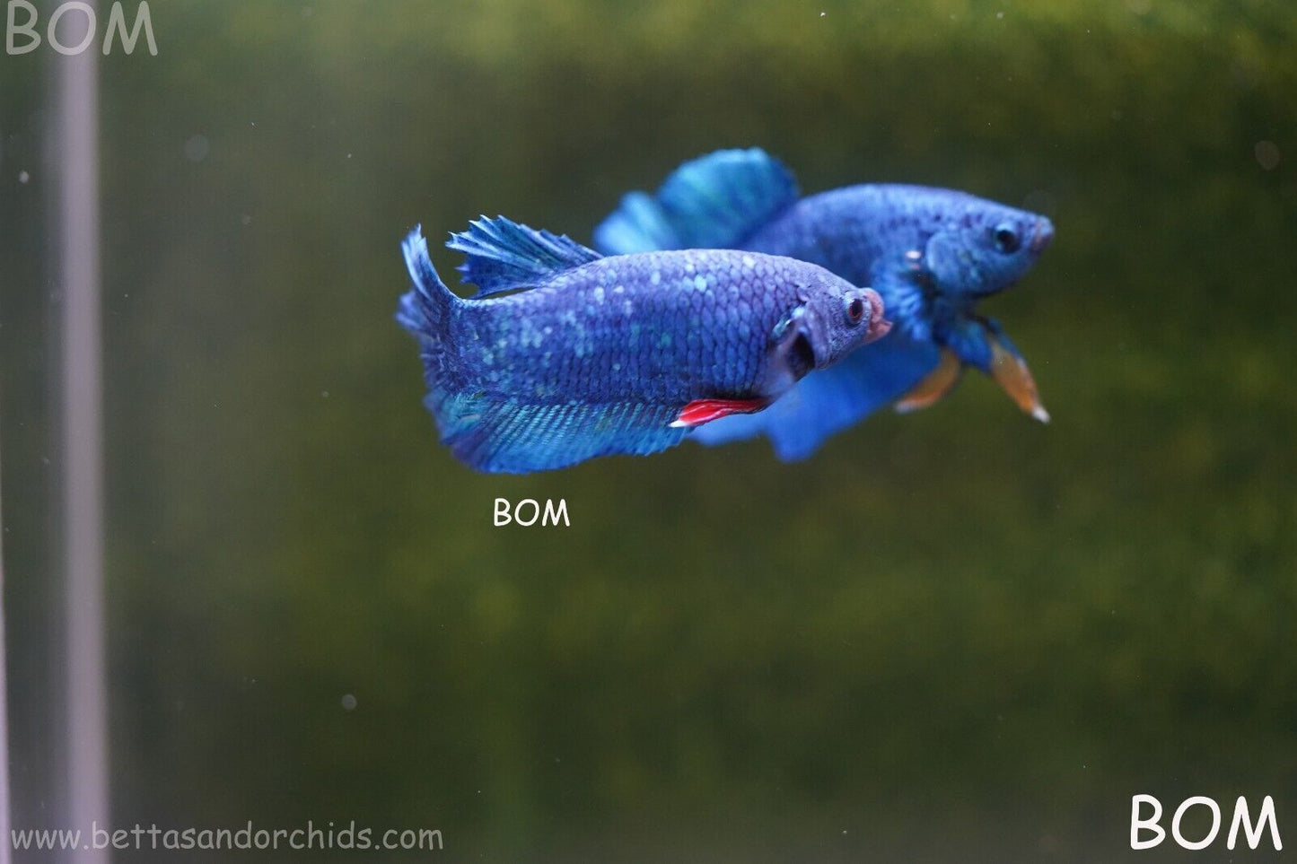 MALE GREEN ARMOUR SERIES Plakat Betta Fish: Live HMPK RED TIE BOM-A64
