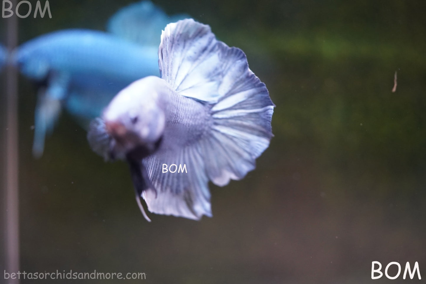 Betta Plakat GIANT MALE BLUE SERIES 5 CM BO | BOM-A306
