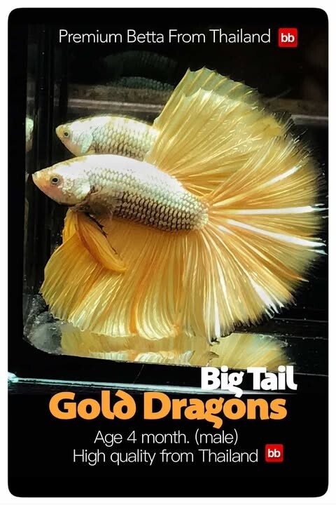 LIVE BETTA MALE BIG TAIL KING GOLD DRAGONS :  Unique Fish | BOM-A254