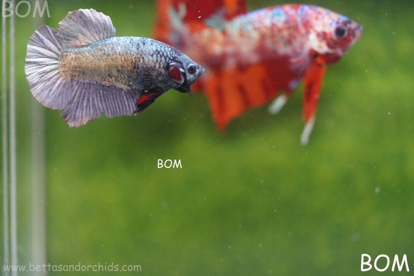MALE COPPER SERIES HMPK Betta Fish: Live HMPK | BOM988