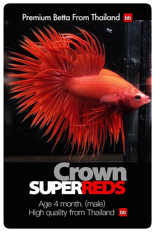 LIVE BETTA MALE CROWN TAIL SUPER REDS :  Unique Fish | BOM-A255