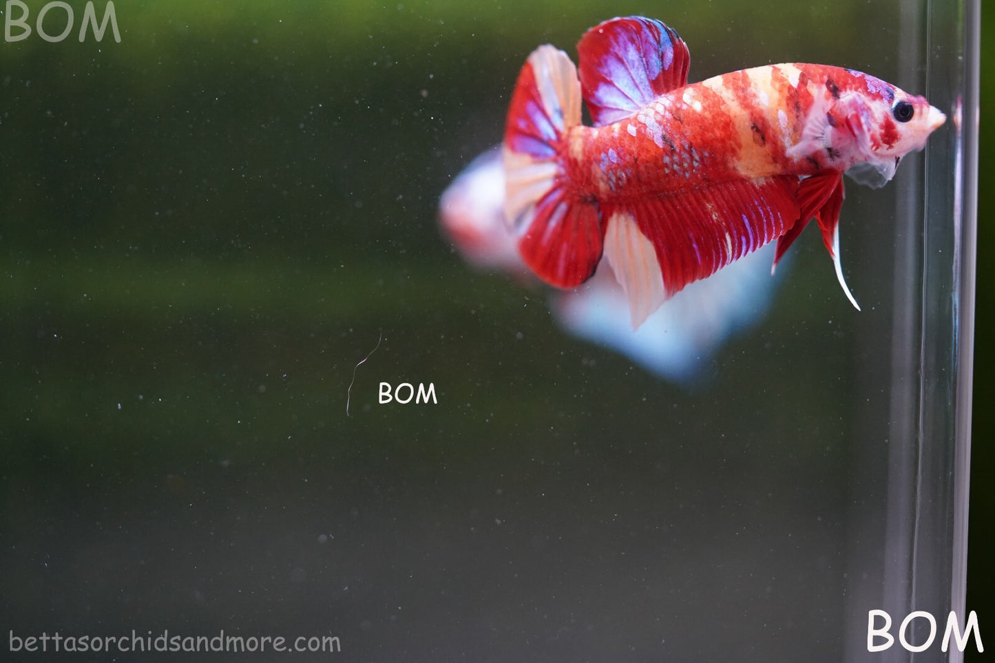 LIVE BETTA HMPK MALE LEOPARD | BOM-A264