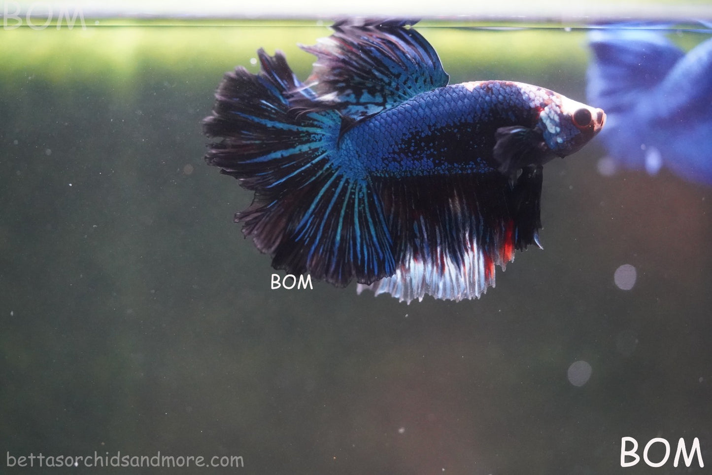 BETTA MALE LIVE HALF MOON TAIL MIDNIGHT BLUE  : Unique Fish | BOM-429