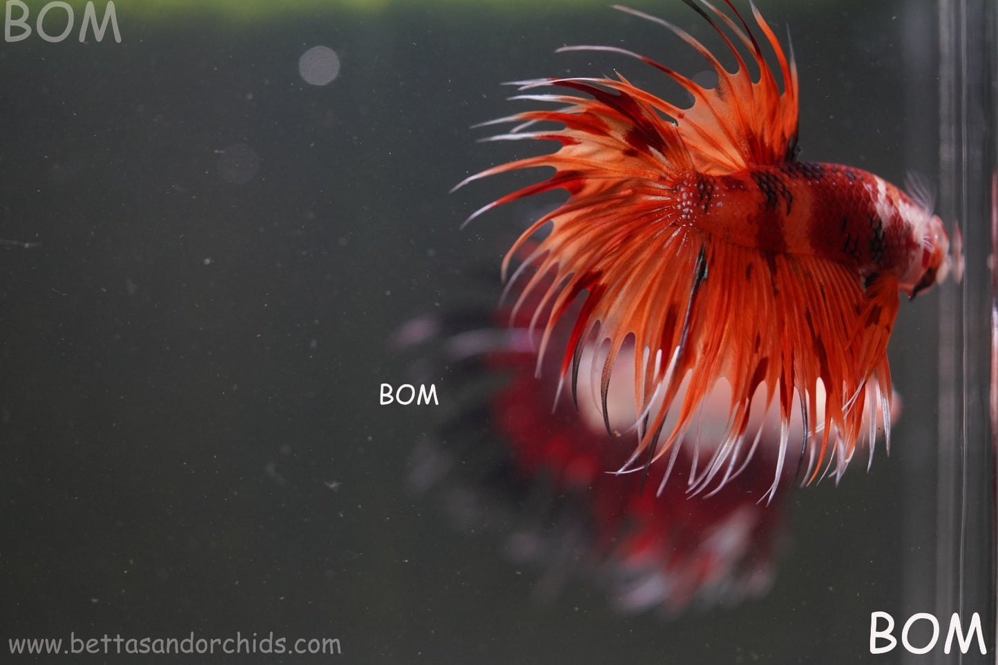 LIVE BETTA MALE CROWN REDS LEOPARDS :  Unique Fish | BOM-A299