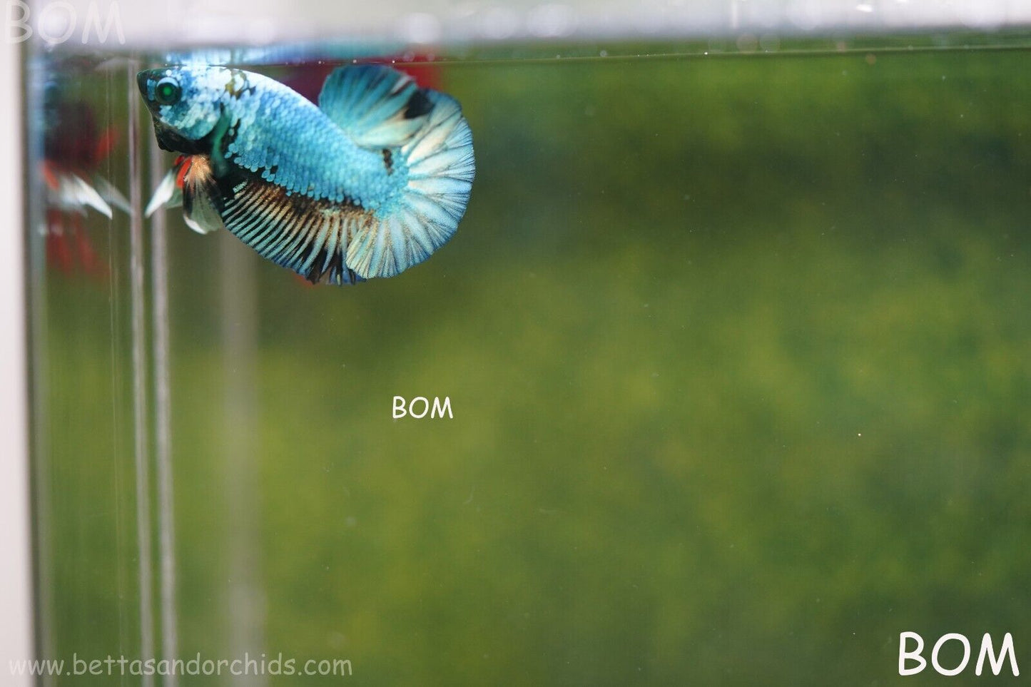 MALE GREEN HULK SERIES Plakat Betta Fish: Live HMPK | UNIQUE | BOM848