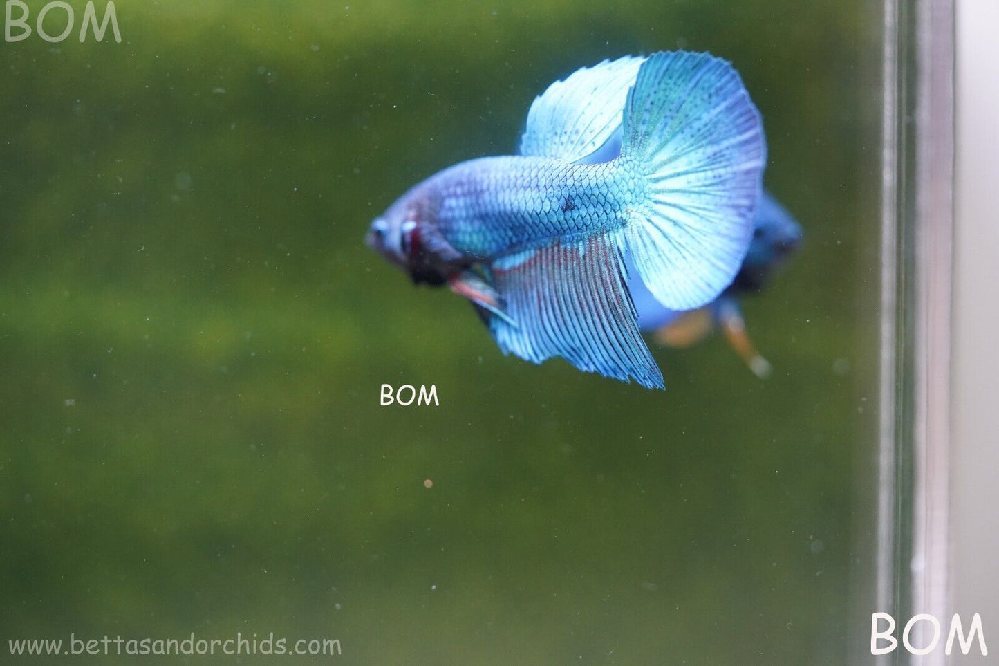 MALE BLUE LONG FIN SERIES Plakat Betta Fish: Live HMPK BOM-A70