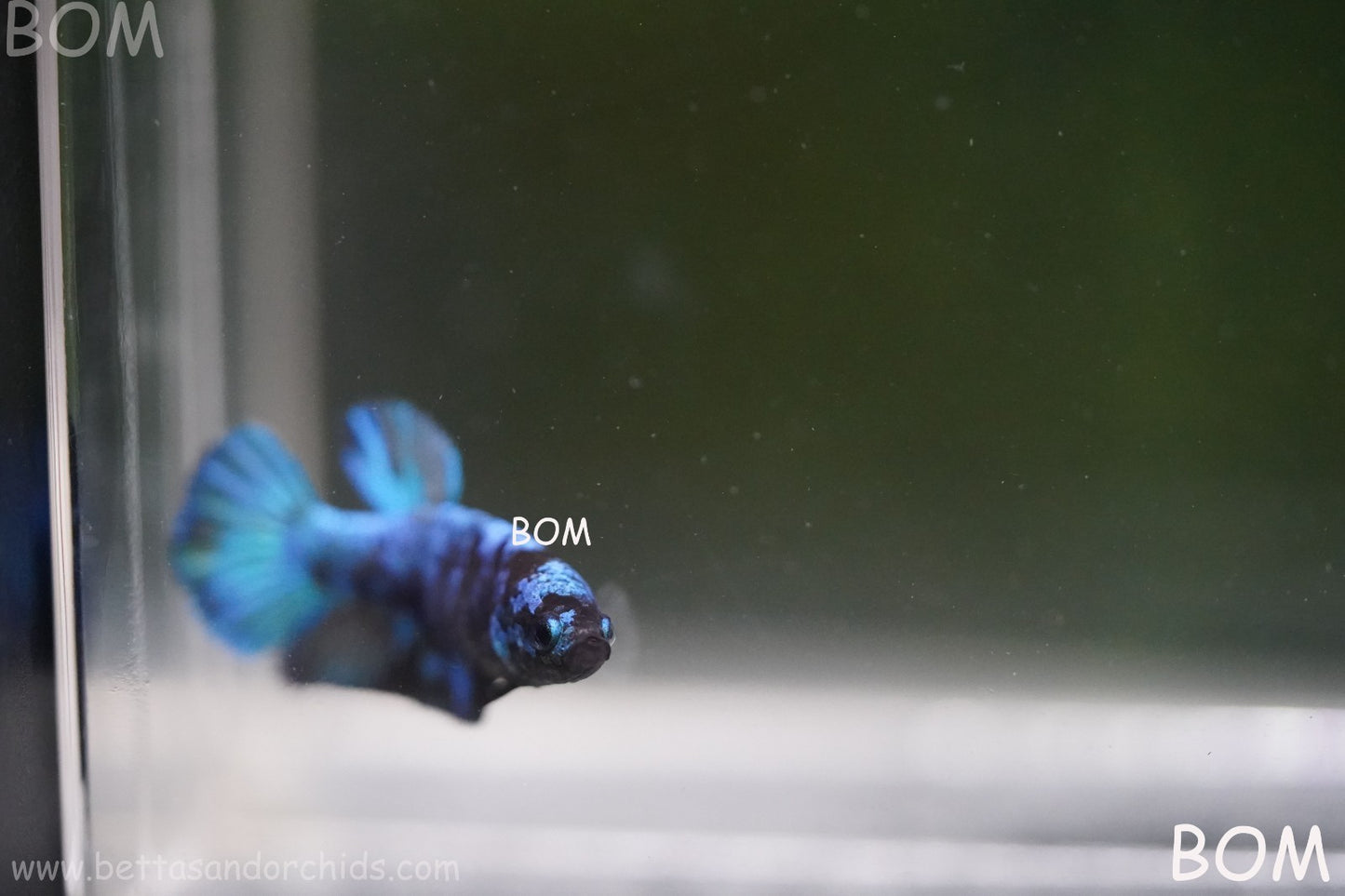 LIVE BETTA FEMALE HMPK GORDON GALAXY DUST | BOM-A503