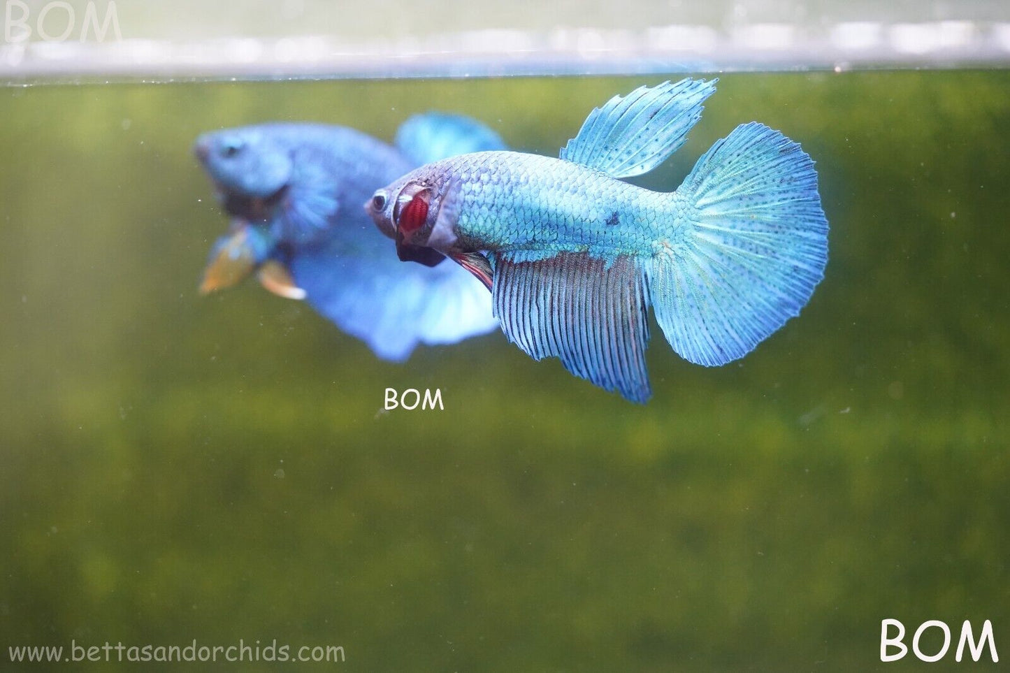 MALE BLUE LONG FIN SERIES Plakat Betta Fish: Live HMPK BOM-A70