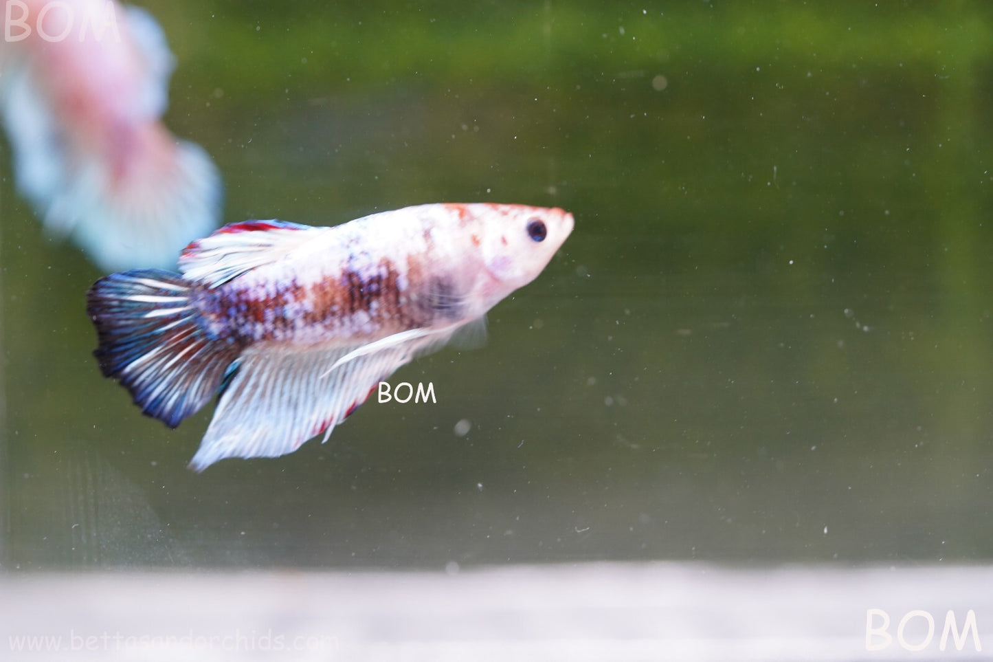 MALE BETTA HMPK MULTICOLOUR | BOM934
