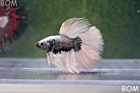 LIVE BETTA MALE DRAGONS SILVER BUTTERFLY :  Unique Fish | BOM-A293