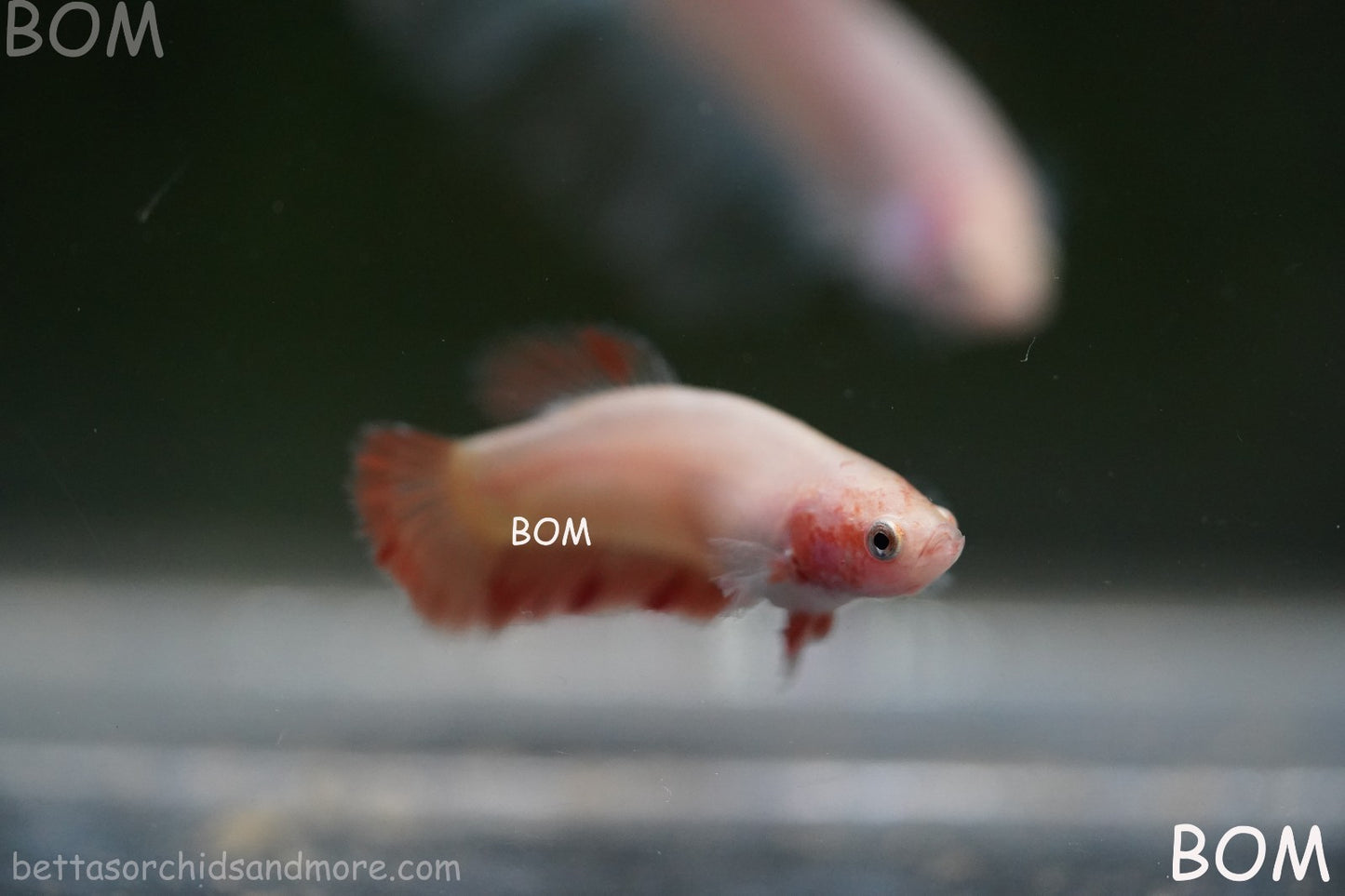 LIVE BETTA FEMALE ARMAGGEDDOM | A VERY UNIQUE FISH  | BOM-A417