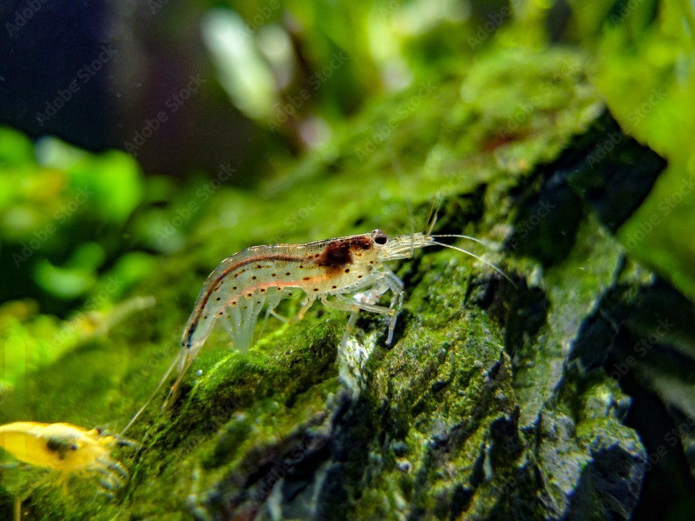10+1 AMANO SHRIMP Live Freshwater Algae Cleaners – Hardy & Peaceful – FREE Shipp