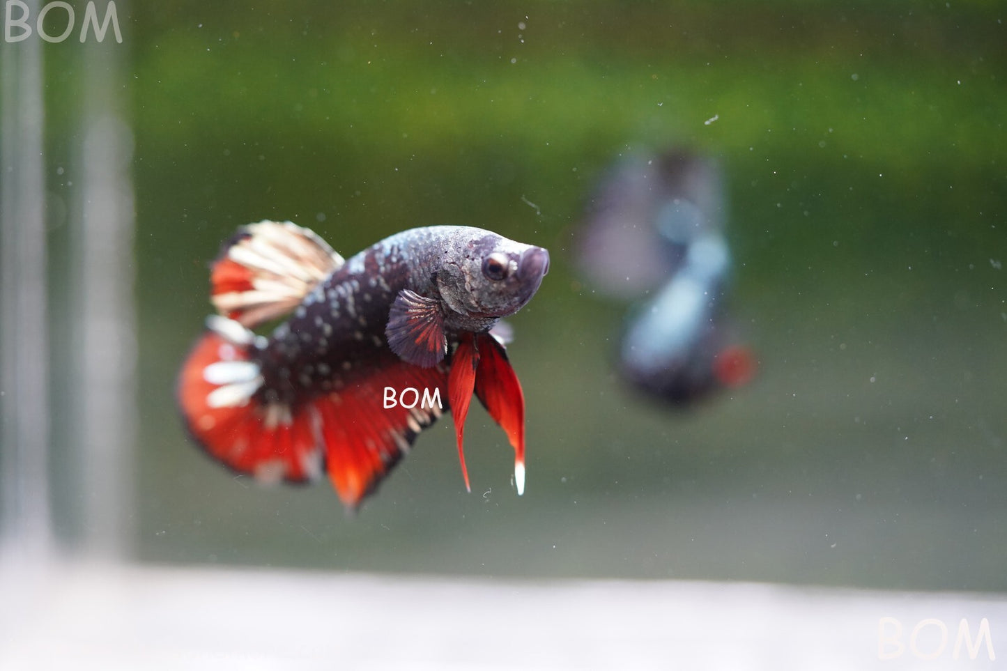 LIVE BETTA MALE AVATAR NEBULA:  Unique Fish | BOM-A234