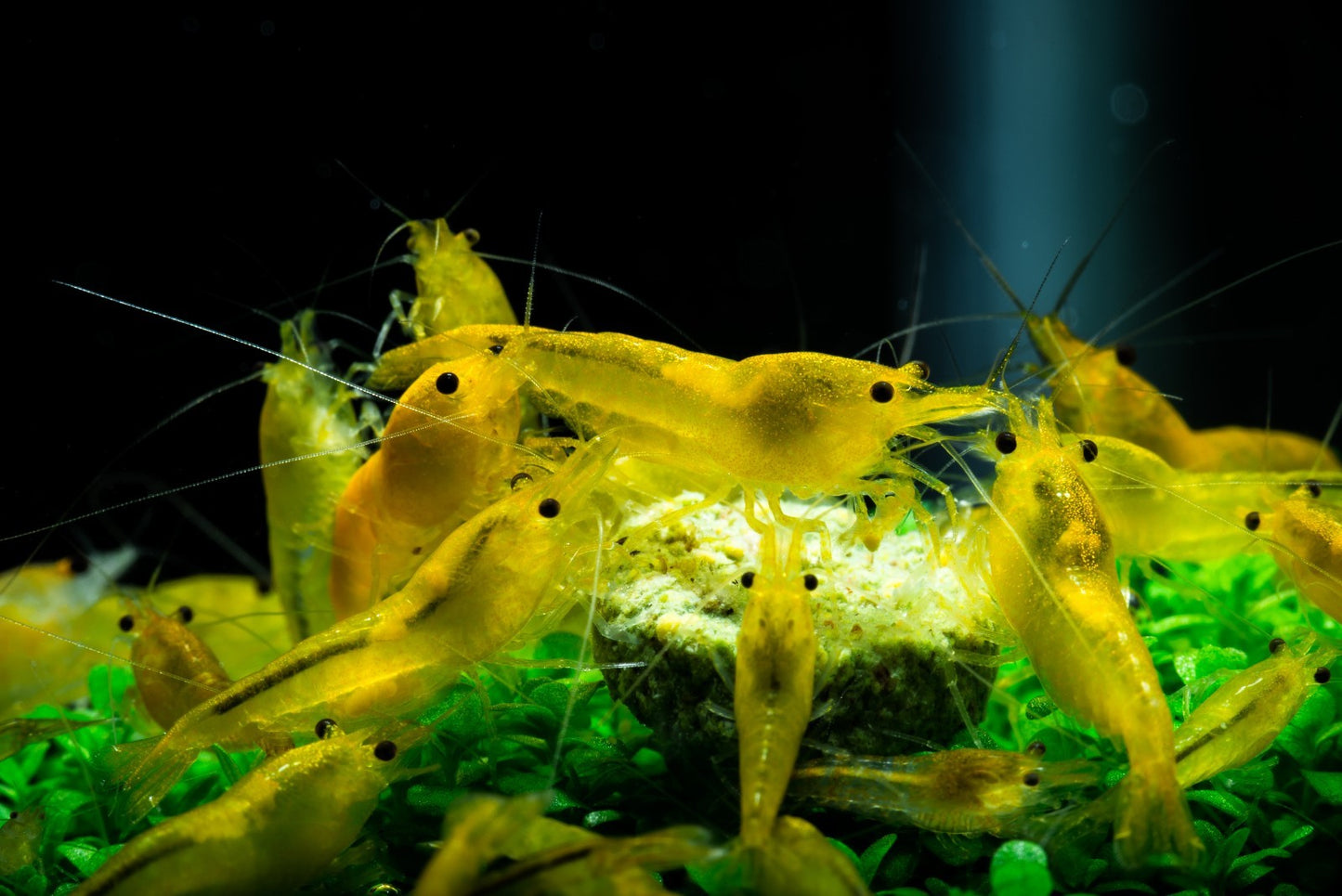 10+1 YELLOW SOLID SHRIMP Live Freshwater – Hardy & Peaceful – FREE Shipp