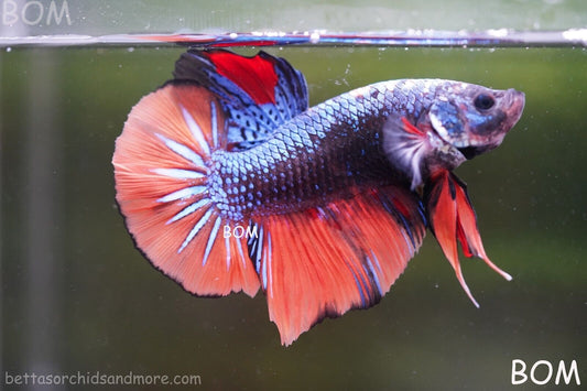 LIVE BETTA HMPK BIG MALE BLACK VARIANT | BOM-A133