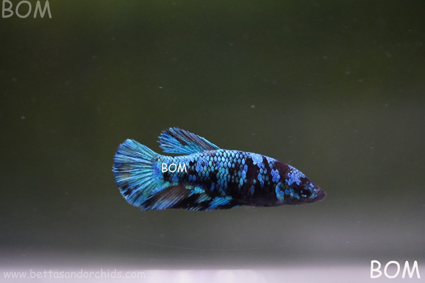 LIVE BETTA FEMALE HMPK GORDON GALAXY DUST | BOM-A503