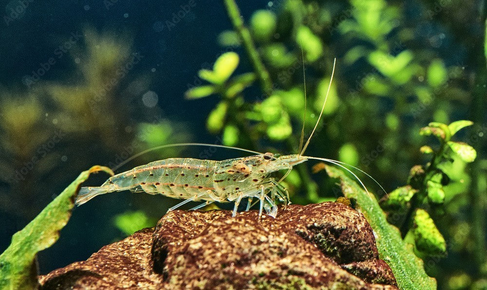 10+1 AMANO SHRIMP Live Freshwater Algae Cleaners – Hardy & Peaceful – FREE Shipp