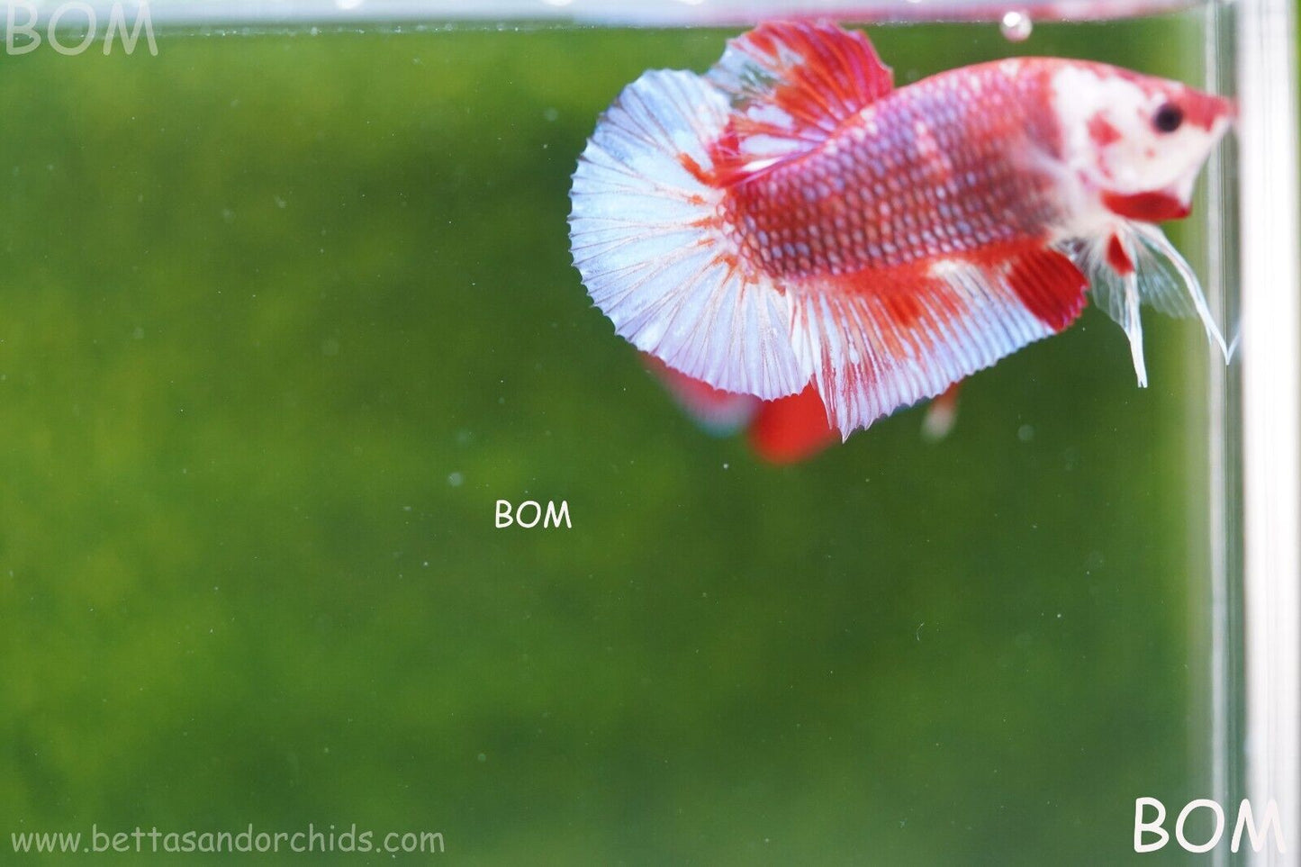 LIVE BETTA HMPK MALE FANCY RED | BOM-A62