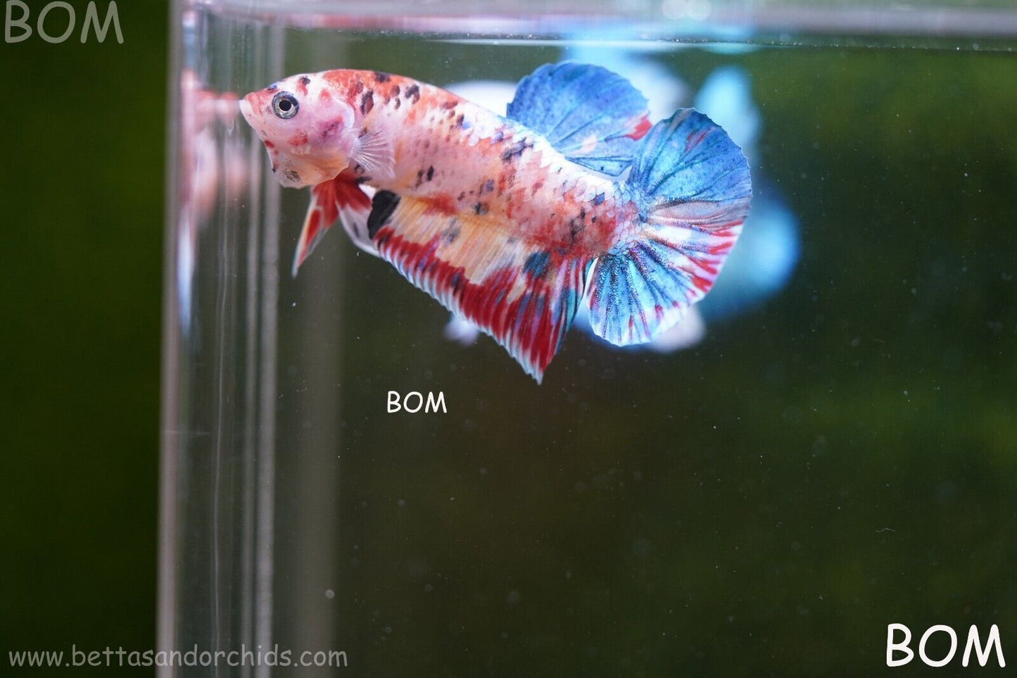 LIVE BETTTA BIG MALE MULTICOLOUR HMPK | BOM-A117