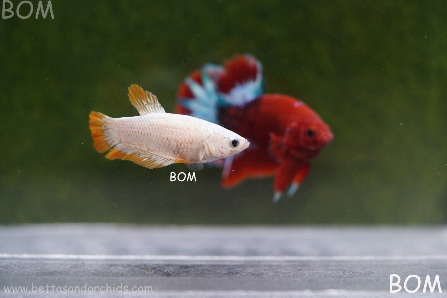 LIVE BETTA HMPK FEMALE YELLOW DRAGON | BOM879