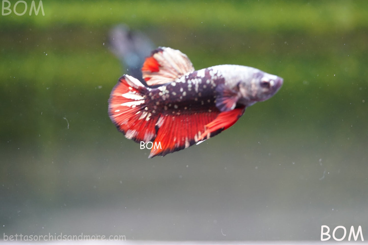 LIVE BETTA MALE AVATAR NEBULA:  Unique Fish | BOM-A234