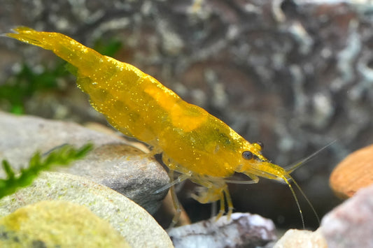 10+1 YELLOW SOLID SHRIMP Live Freshwater – Hardy & Peaceful – FREE Shipp