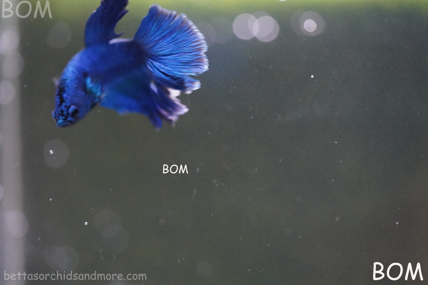 BETTA MALE LIVE HALF MOON TAIL BLUE BUTTERFLY  : Unique Fish | BOM-428