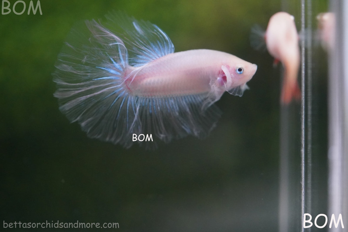 LIVE BETTA FEMALE ARMAGGEDDOM | A VERY UNIQUE FISH  | BOM-A417