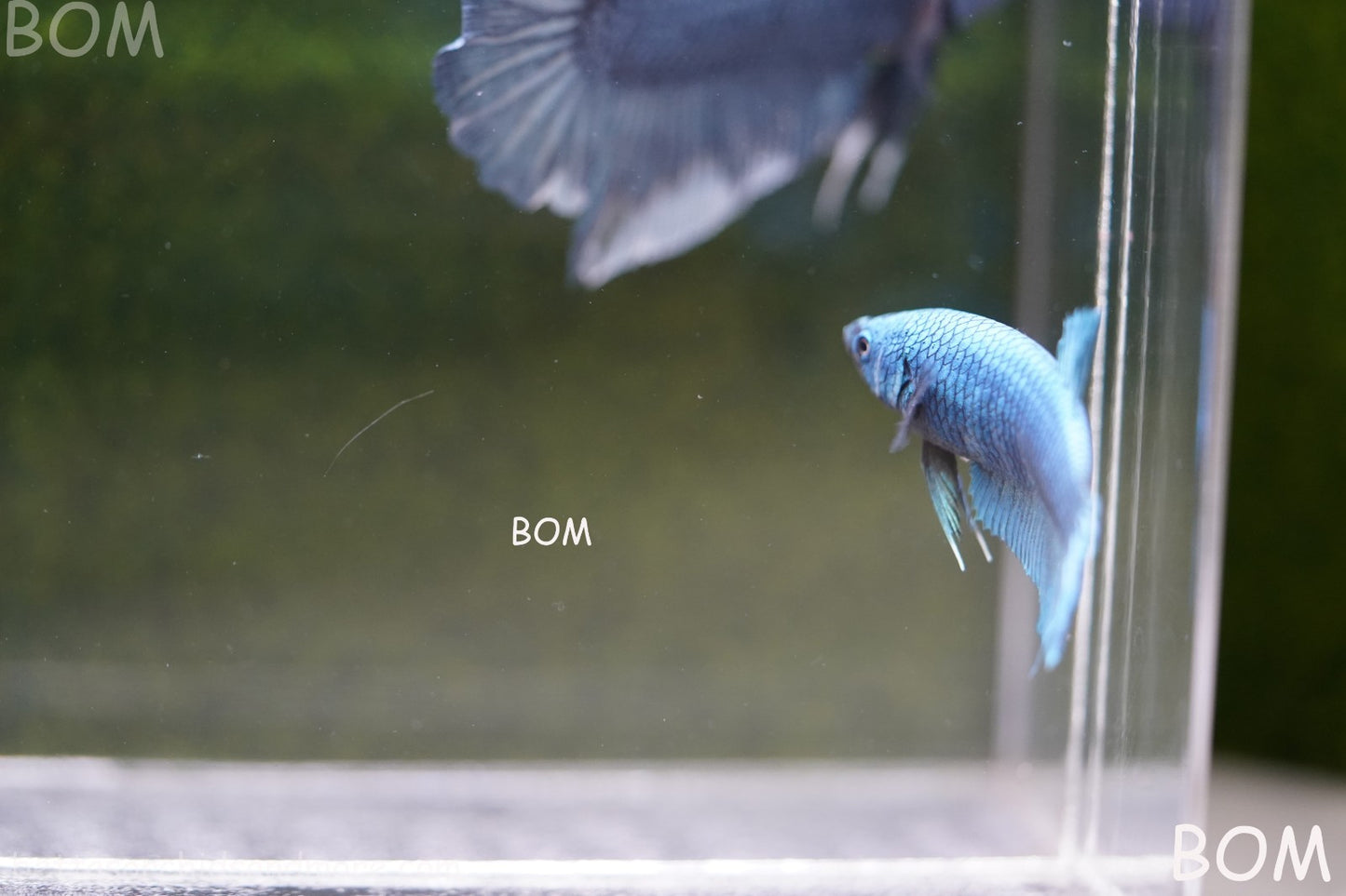 LIVE BETTA GIANT FEMALE BLUE SERIES | BOM-A310
