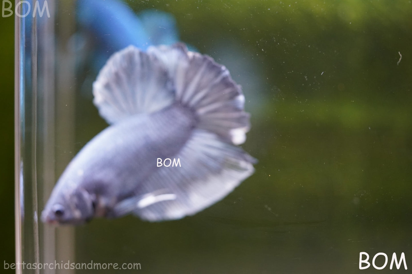 Betta Plakat GIANT MALE BLUE SERIES 5 CM BO | BOM-A306