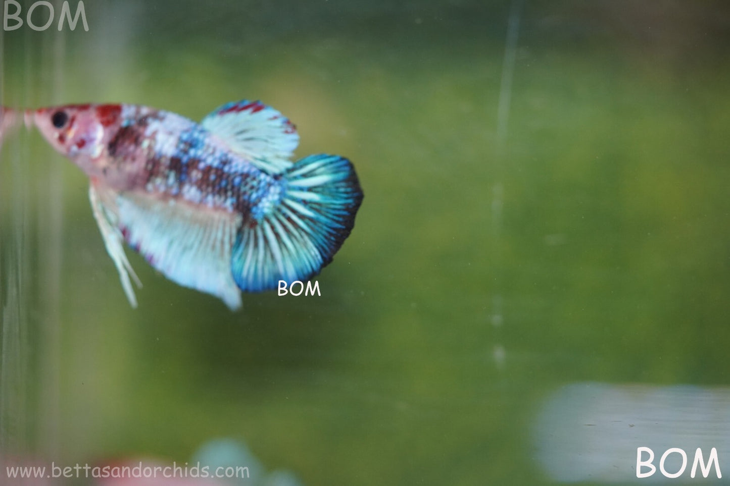 MALE BETTA HMPK MULTICOLOUR | BOM934
